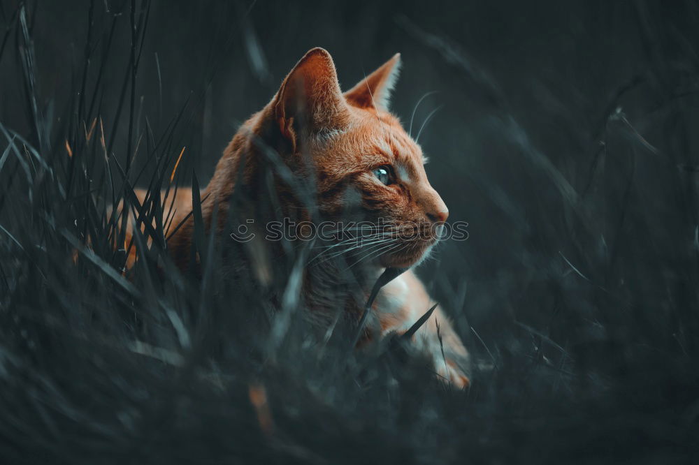 Similar – Image, Stock Photo Tiger climbs into the water