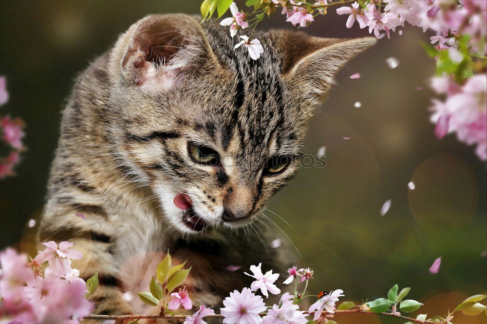 Similar – Image, Stock Photo On the lookout Cat Grass