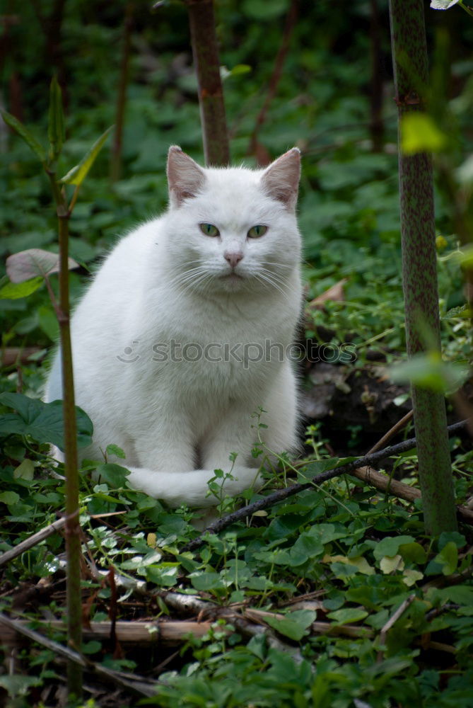 Similar – ängstlich Pflanze Garten