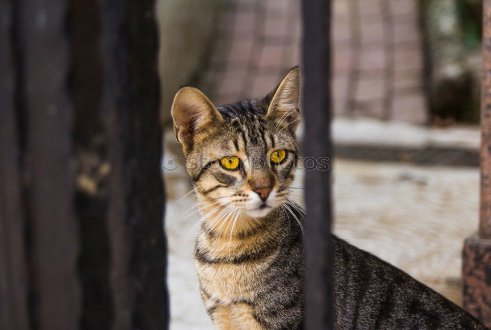 Little cat behind metal bars. Stray cat