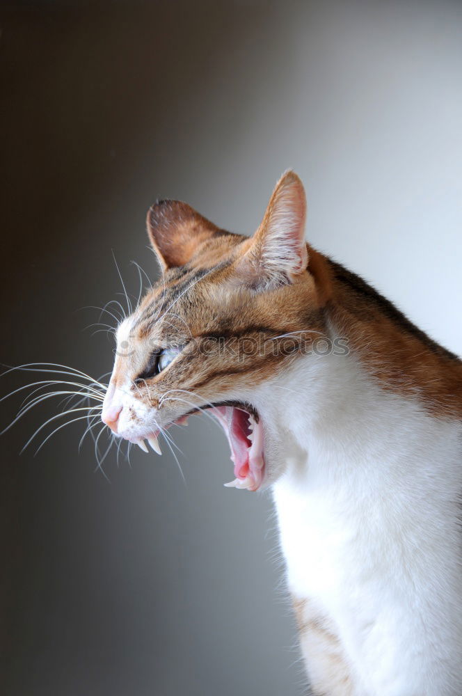 Similar – Image, Stock Photo Cat climbs and hunts on a tree