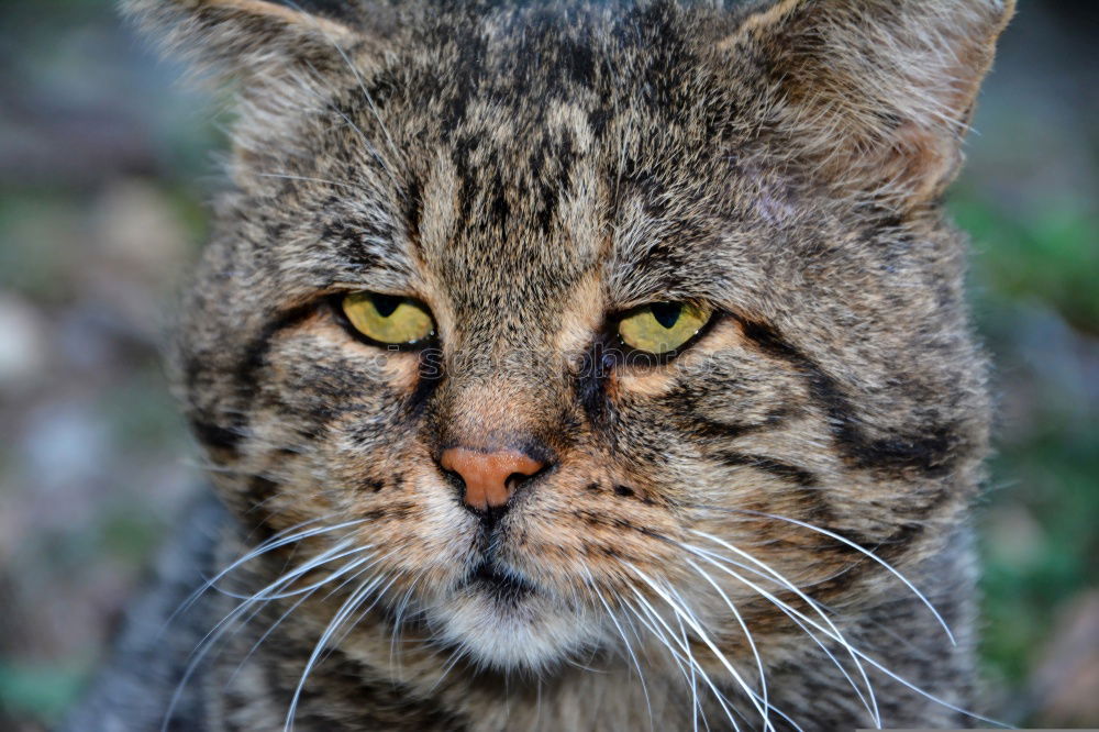 Similar – Image, Stock Photo Close up portrait of brown domestic cat