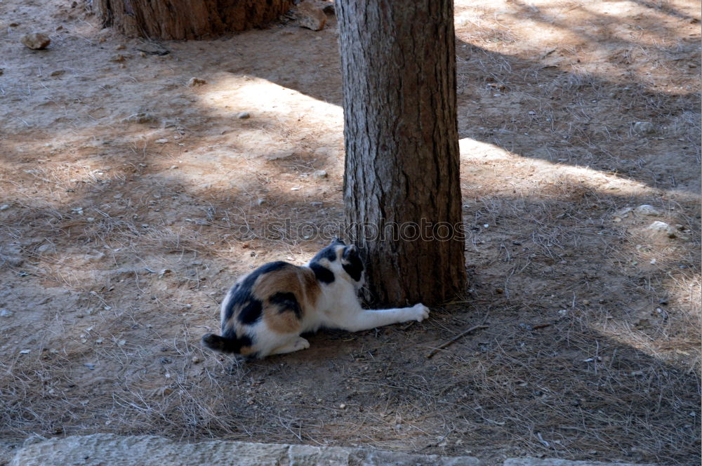 Similar – Image, Stock Photo Corsican Cat Environment