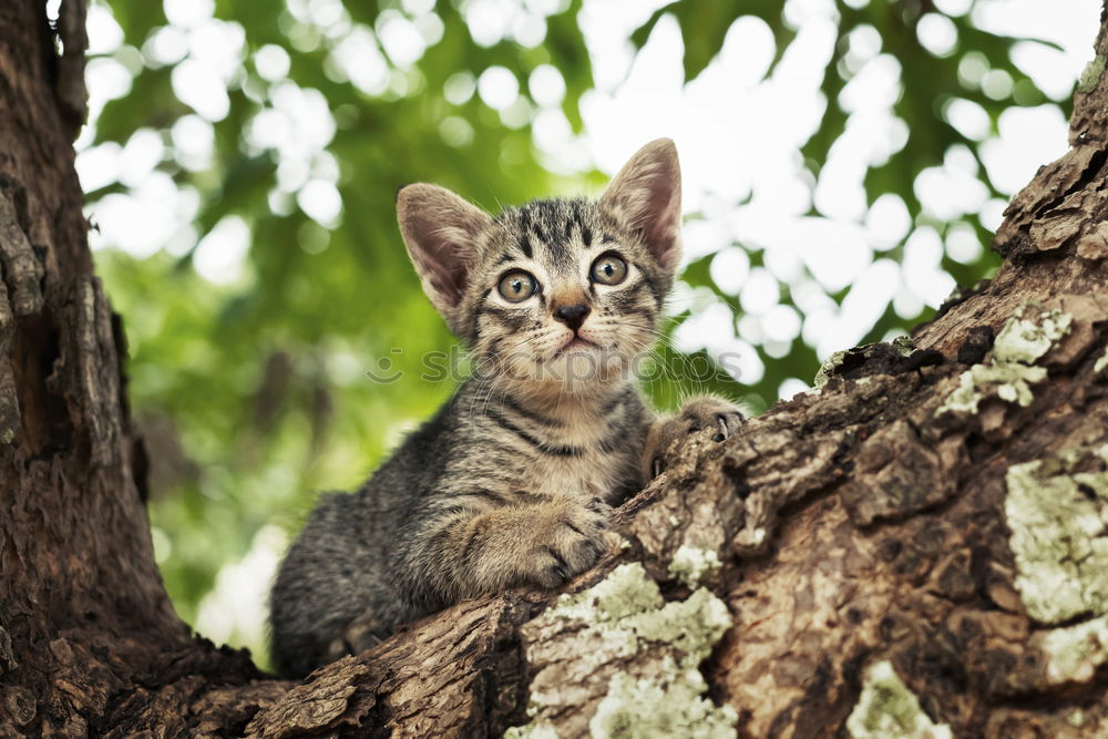 Similar – Image, Stock Photo On the lookout Nature