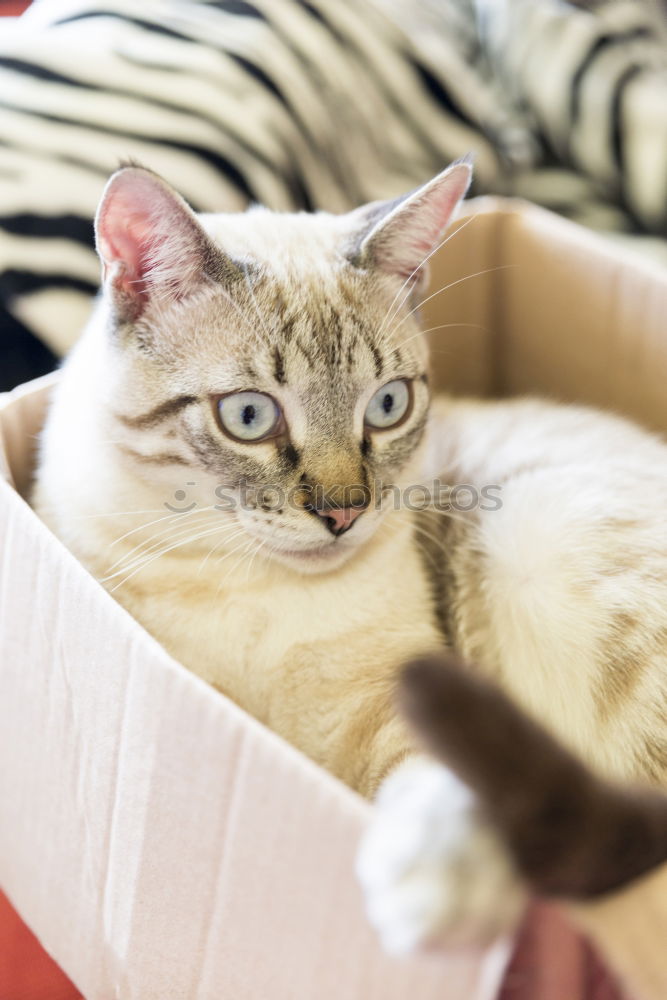 Similar – Cat in carton Animal Pet 1