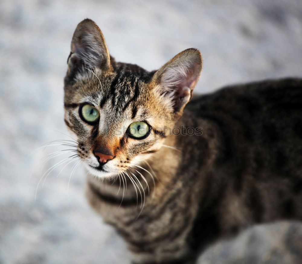 Similar – A Bengal Kitten looking under a sofa