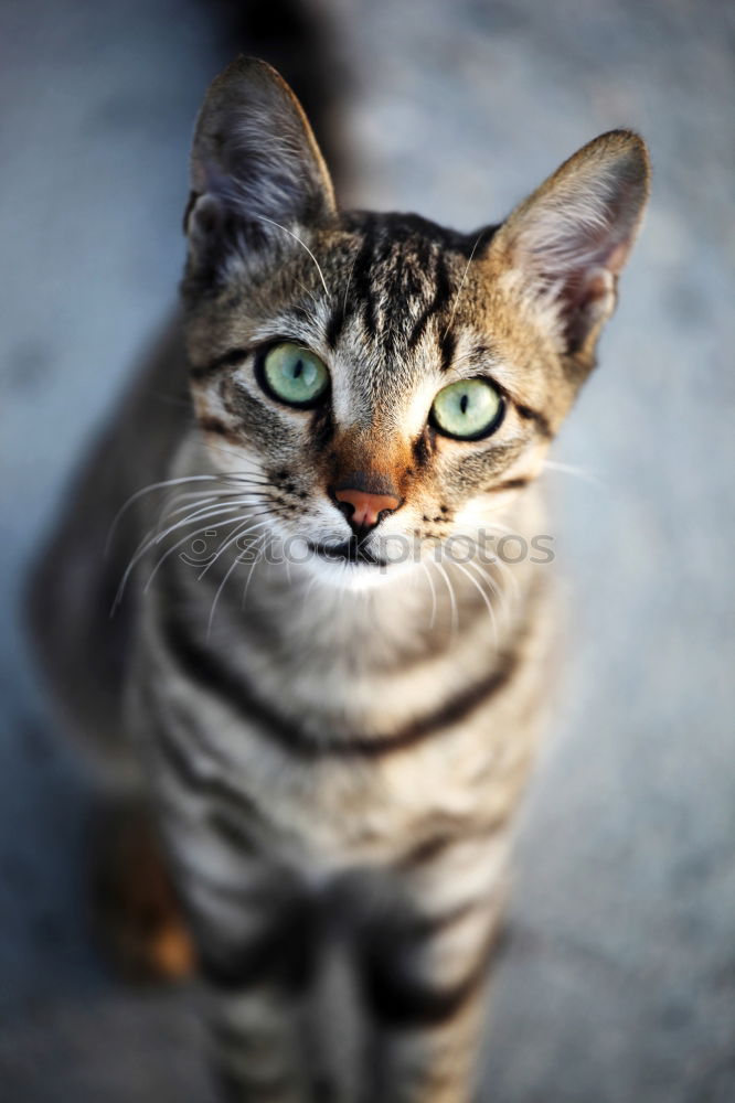 Similar – Image, Stock Photo Low tiger cat with blue eyes