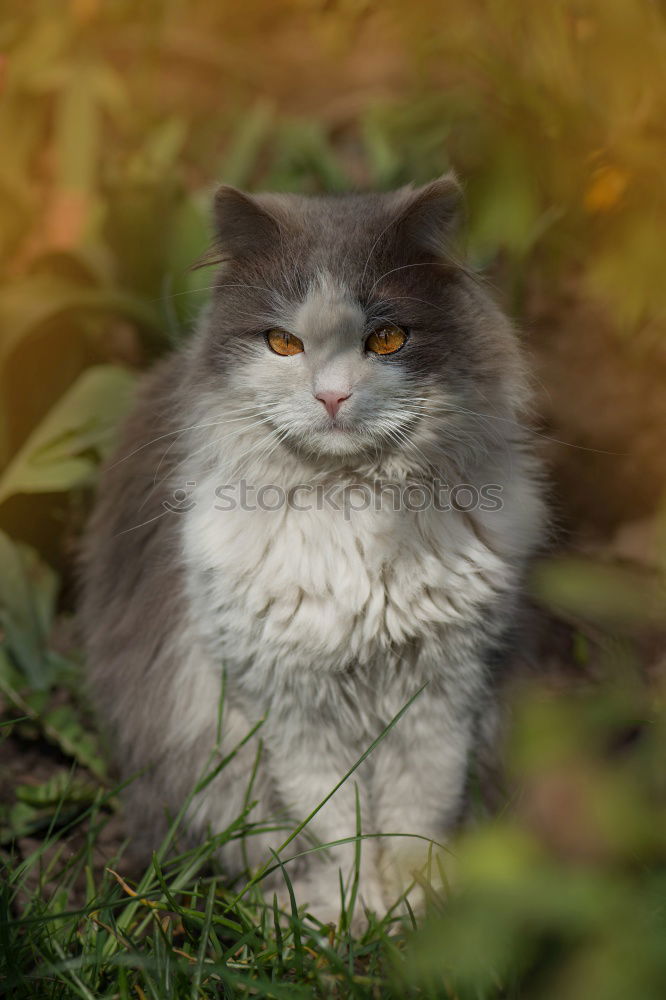 Similar – European wildcat portrait close up