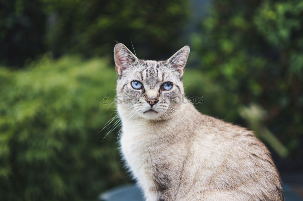 Similar – Cat with tie Animal Pet 1