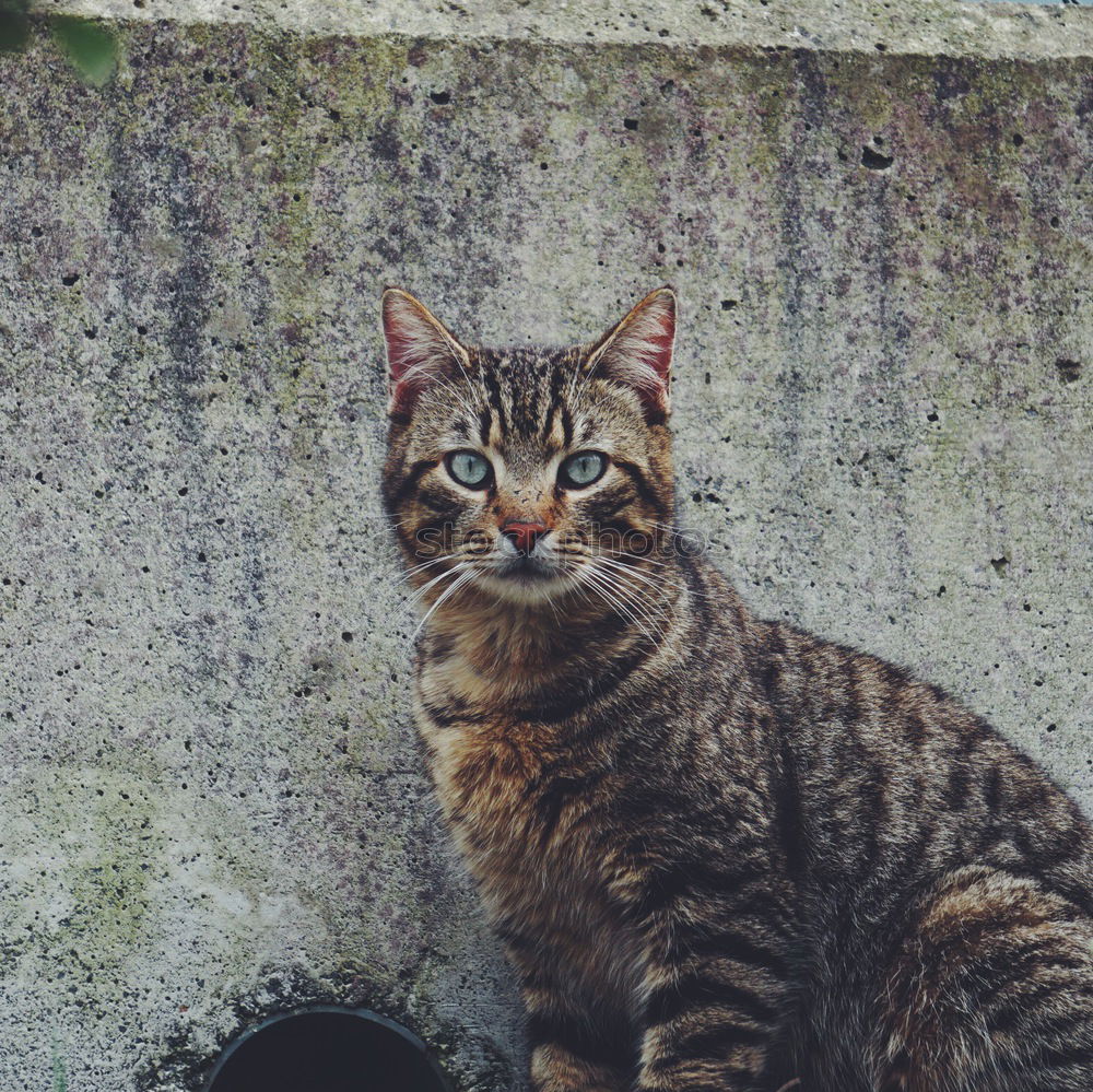 Similar – Cat with tie Animal Pet 1