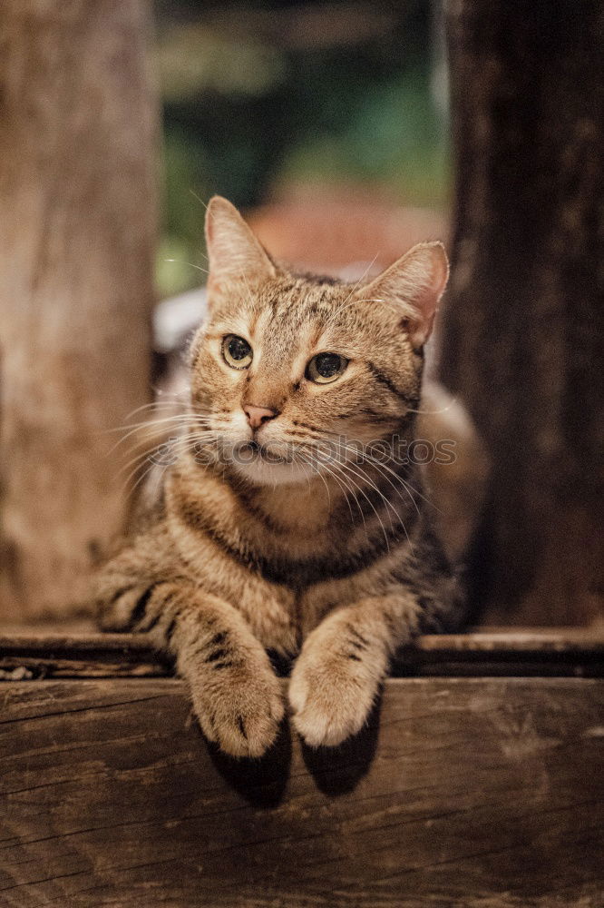 Similar – junge Maine Coon Katze steht auf einem Sisal Teppich und sieht nach oben