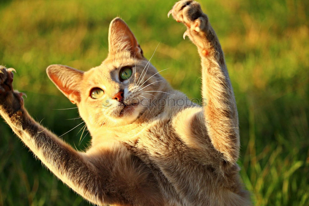 Similar – Image, Stock Photo Playing cats in nature, cat portraits