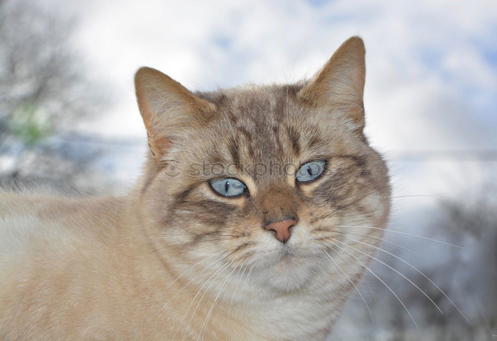 Similar – Image, Stock Photo Blue-lick, blue-eyed cat