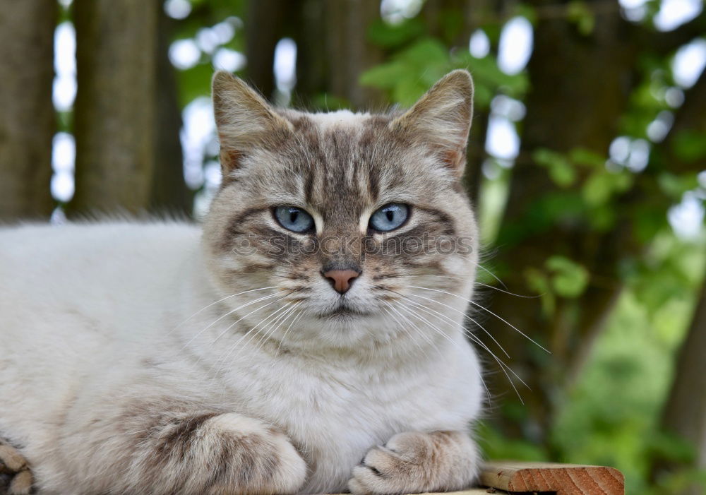 Similar – Image, Stock Photo Blue-lick, blue-eyed cat