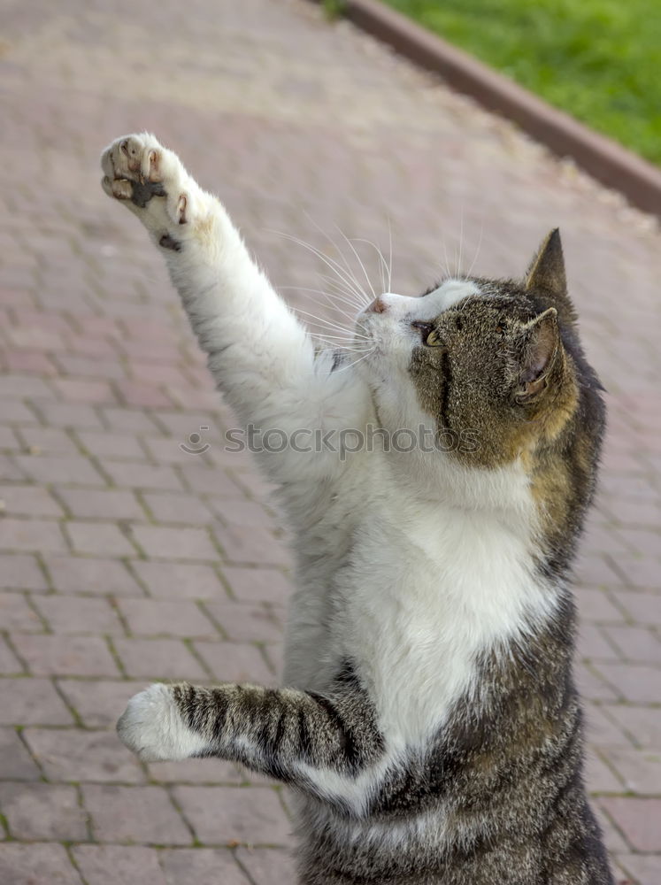 Similar – Image, Stock Photo nocturnal active Cat