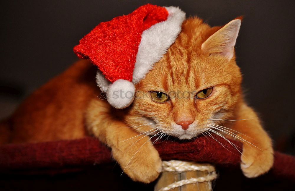 Similar – Foto Bild Katze in einer Weihnachtsmütze