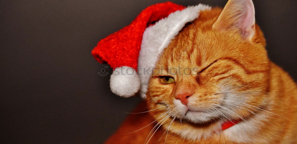 Similar – Foto Bild Katze in einer Weihnachtsmütze