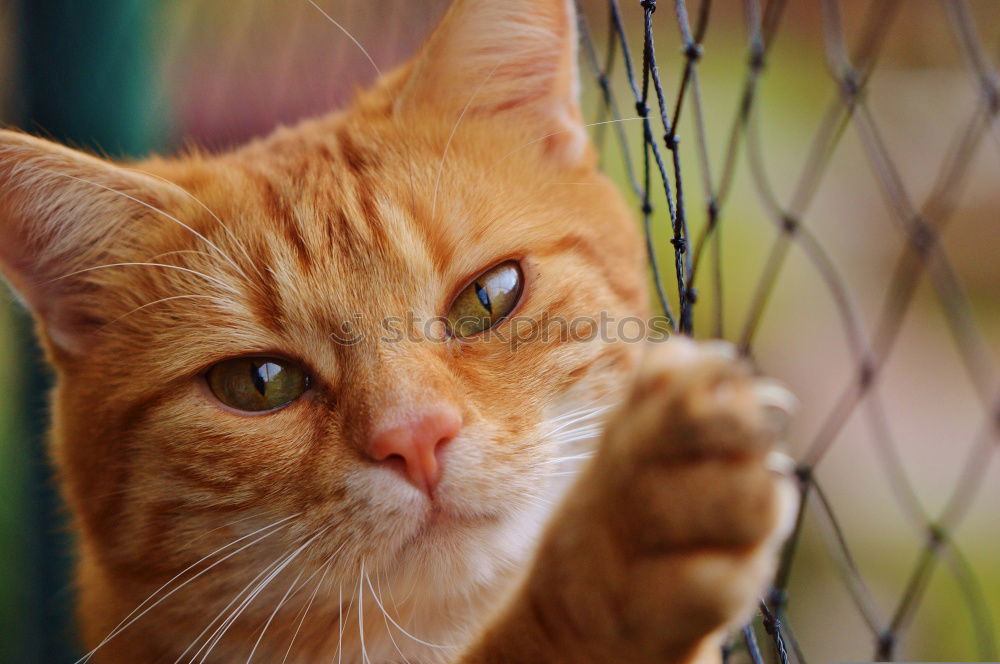 Similar – Little cat behind metal bars. Stray cat