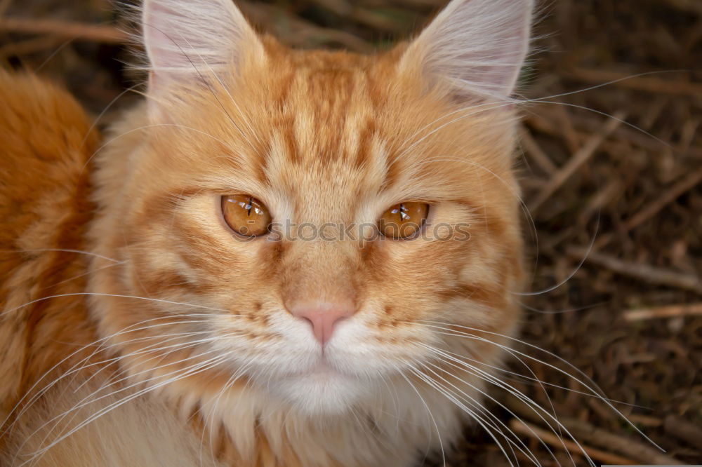 Similar – Image, Stock Photo cuteness overload Animal