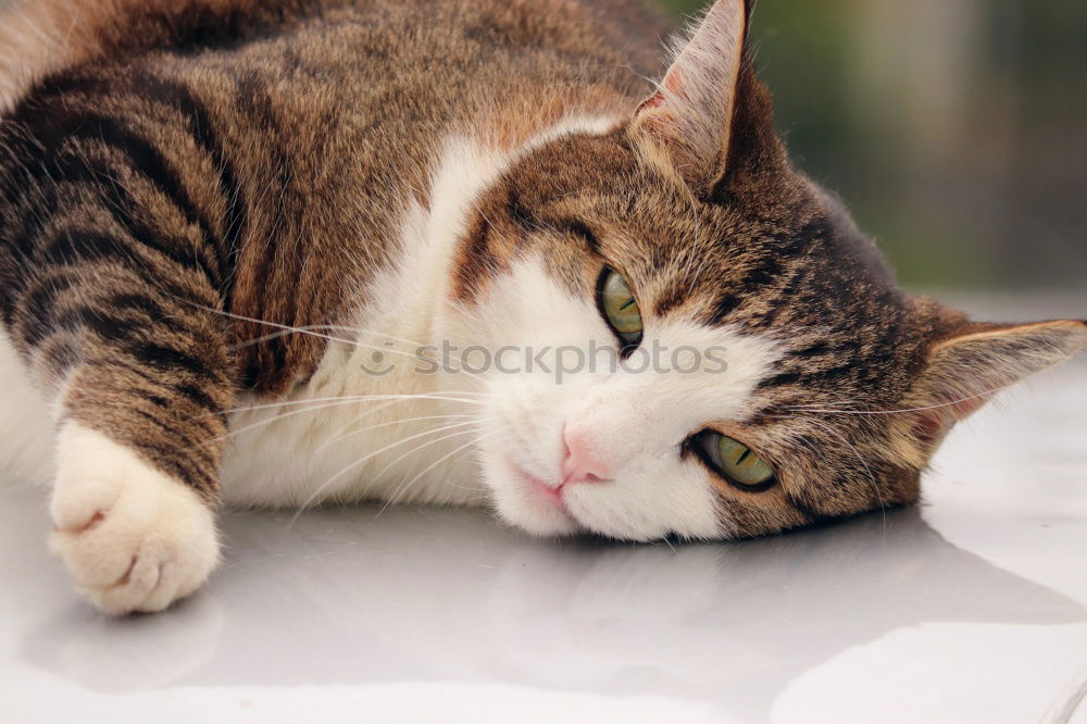 Similar – Image, Stock Photo purring Animal Pet Cat 1