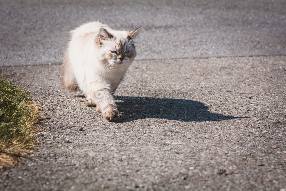 Similar – Image, Stock Photo Catwalk I Domestic cat