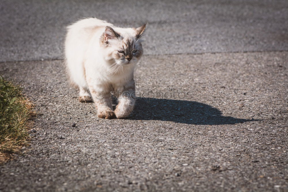 Image, Stock Photo Catwalk I Domestic cat