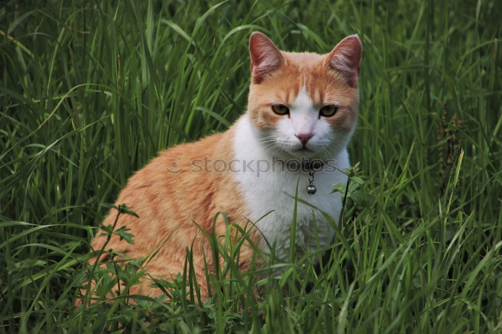 Similar – Image, Stock Photo dreamy Relaxation Animal