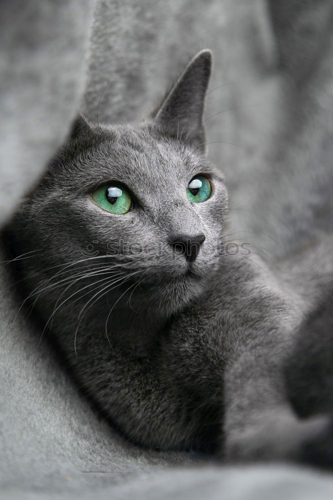 Similar – Image, Stock Photo Low tiger cat with blue eyes