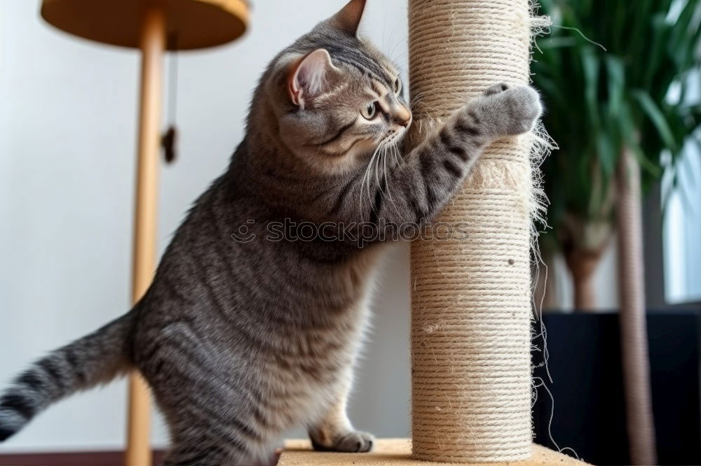 Similar – Der Schwanz eines rot- getigerten Katers windet sich aus einem Loch im Katzen- Kratzbaum.