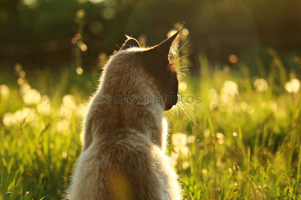 Similar – Image, Stock Photo Dog watches chicken and chicks