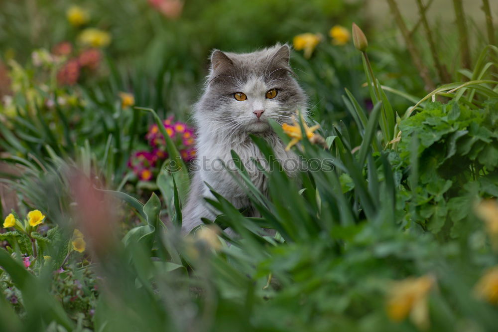 Similar – Image, Stock Photo Cat in Happiness Nature