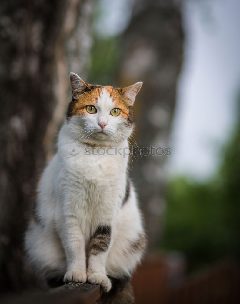 Similar – Image, Stock Photo portrait of a big red cat