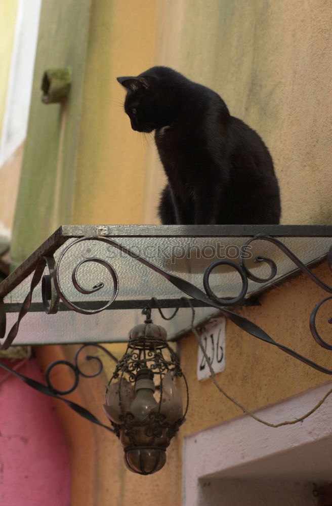 Similar – Two cats in front of door