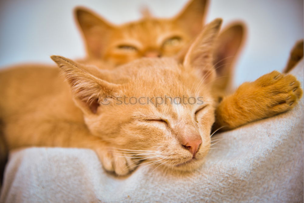 Similar – Image, Stock Photo twins Cat 2 Animal