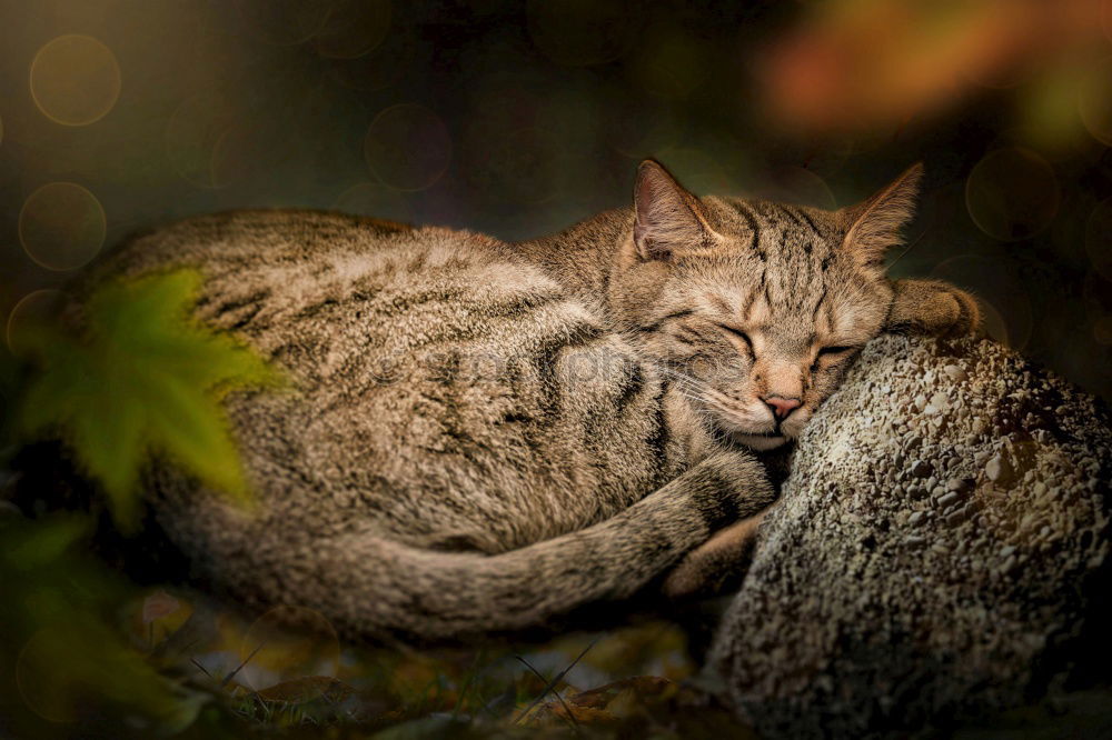 Similar – Image, Stock Photo Cat in the bush Bushes