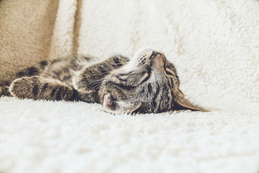 Similar – Image, Stock Photo Sweet funny cat in cat basket