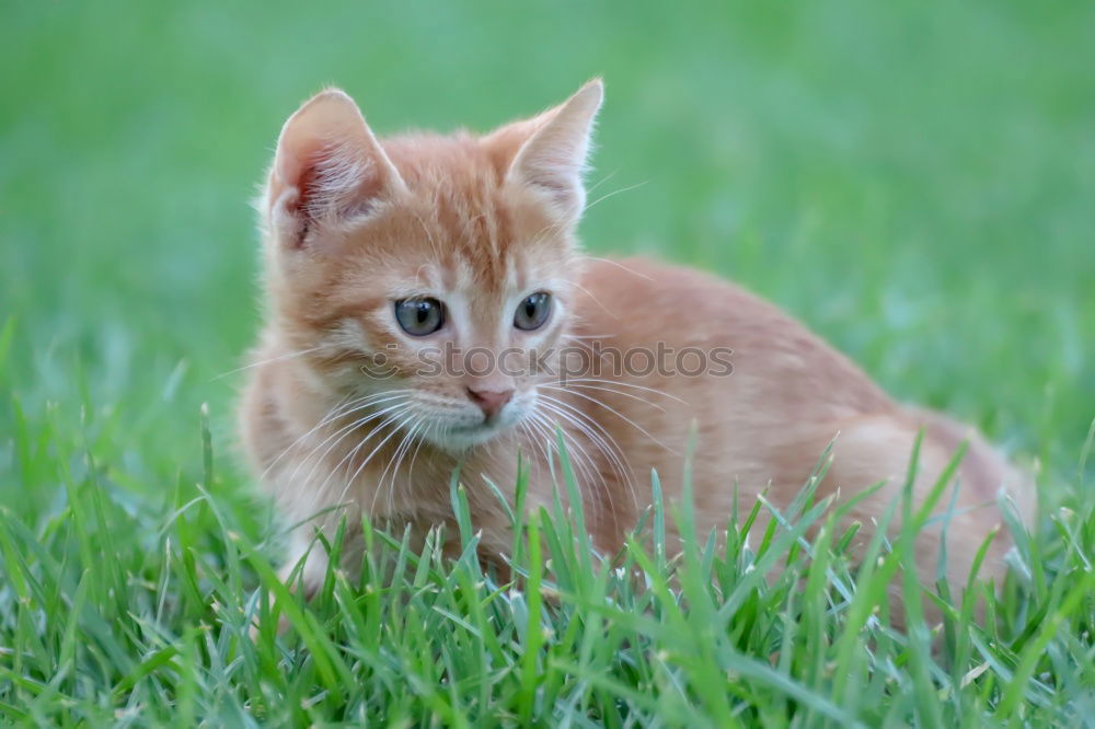 Similar – Young cat playing in the grass…