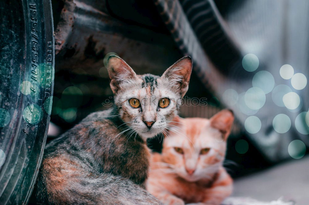 Similar – Image, Stock Photo Cat looking at camera on street