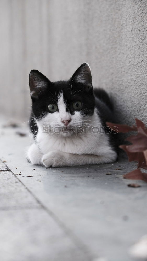 Similar – Image, Stock Photo Cat from above Black Gray