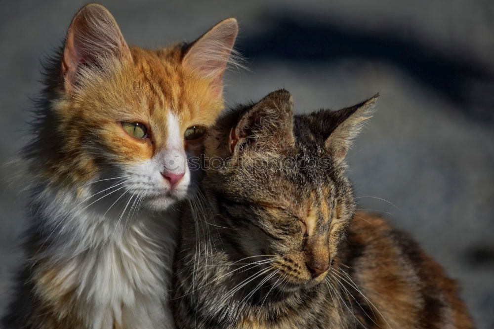 Similar – Image, Stock Photo twins Cat 2 Animal