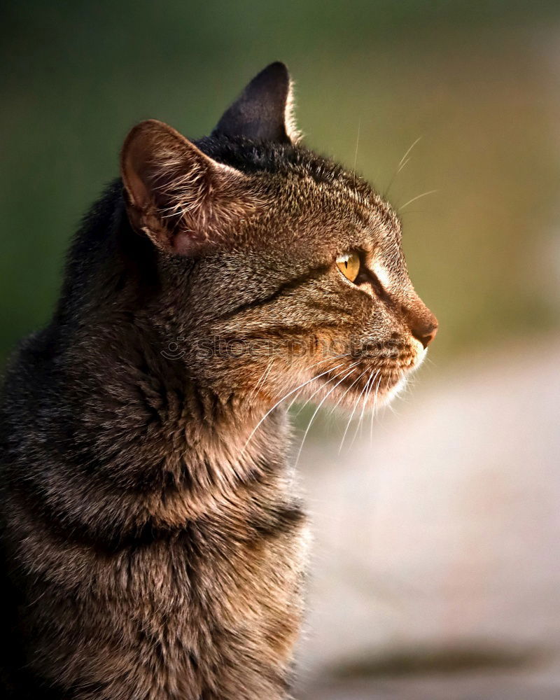 Similar – Image, Stock Photo Cat in the bush Bushes