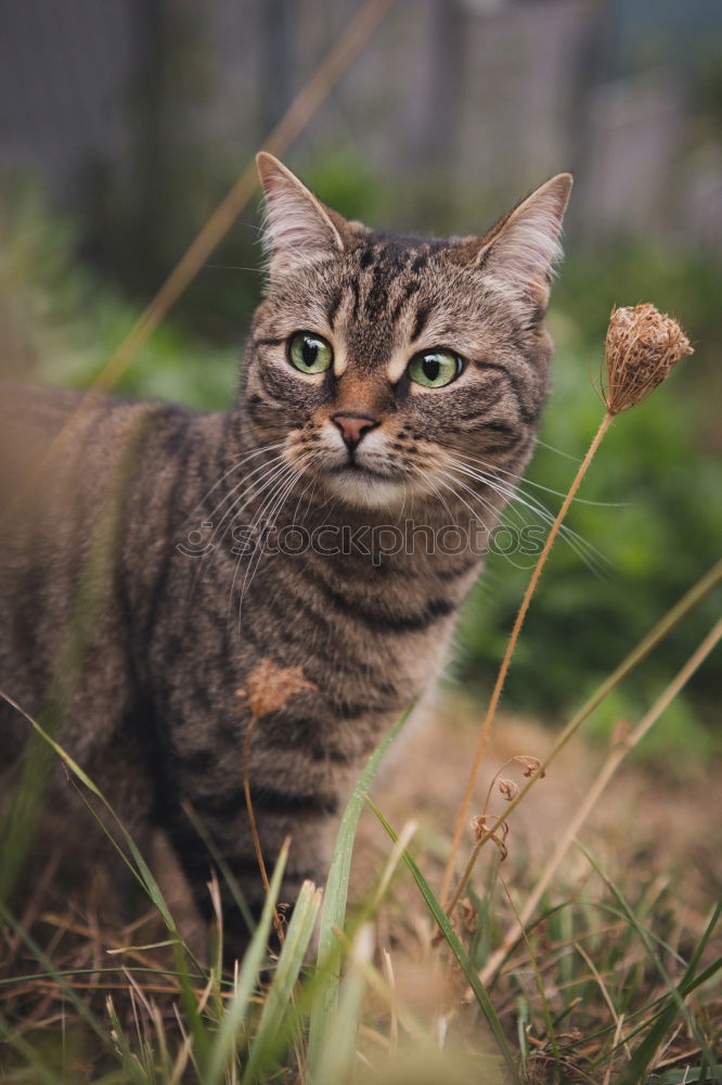 Similar – Hanny Bunny Animal Meadow