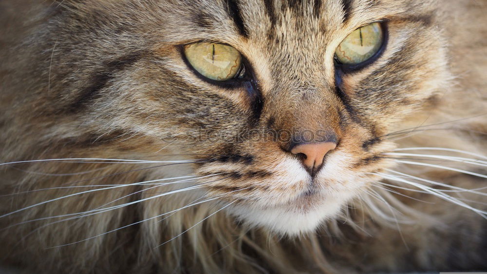 Similar – Image, Stock Photo balcony cat Animal Pet Cat