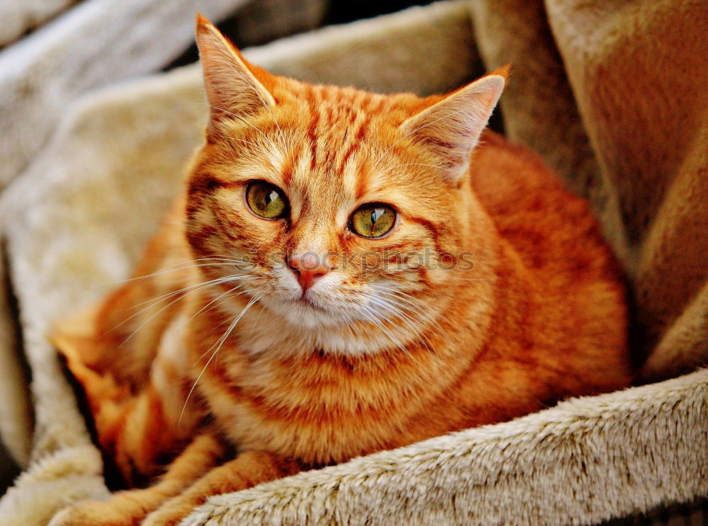 Similar – Image, Stock Photo Red Tiger 24 Pet Cat 1