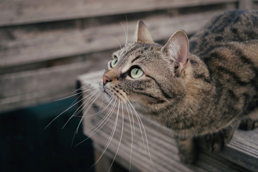 Image, Stock Photo balcony cat Animal Pet Cat