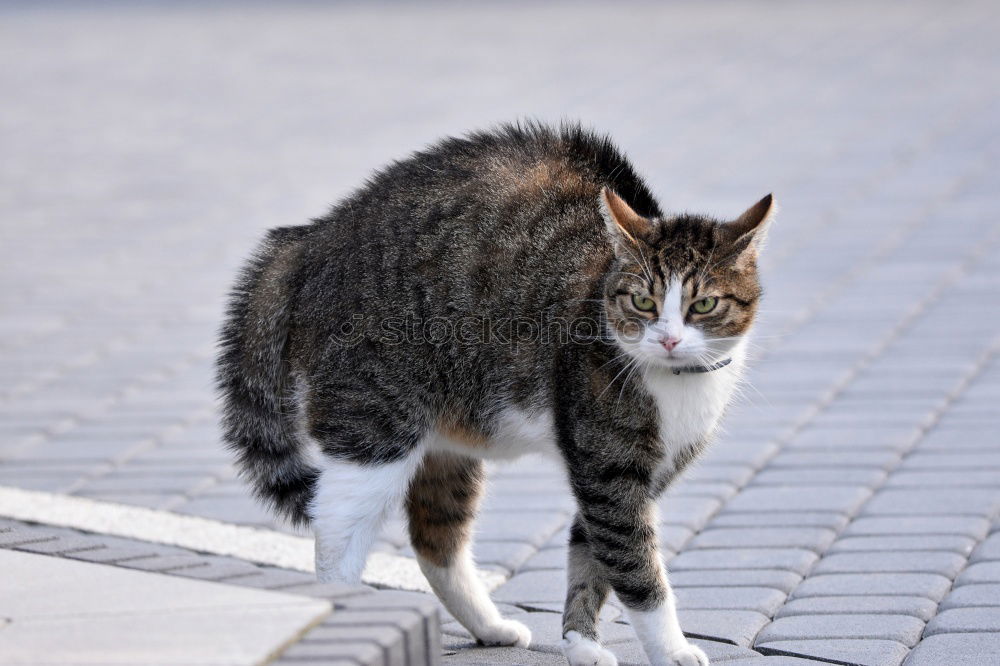 Similar – Image, Stock Photo Catwalk I Domestic cat