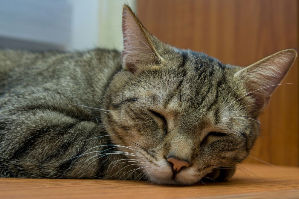Similar – Image, Stock Photo Cat’s life!