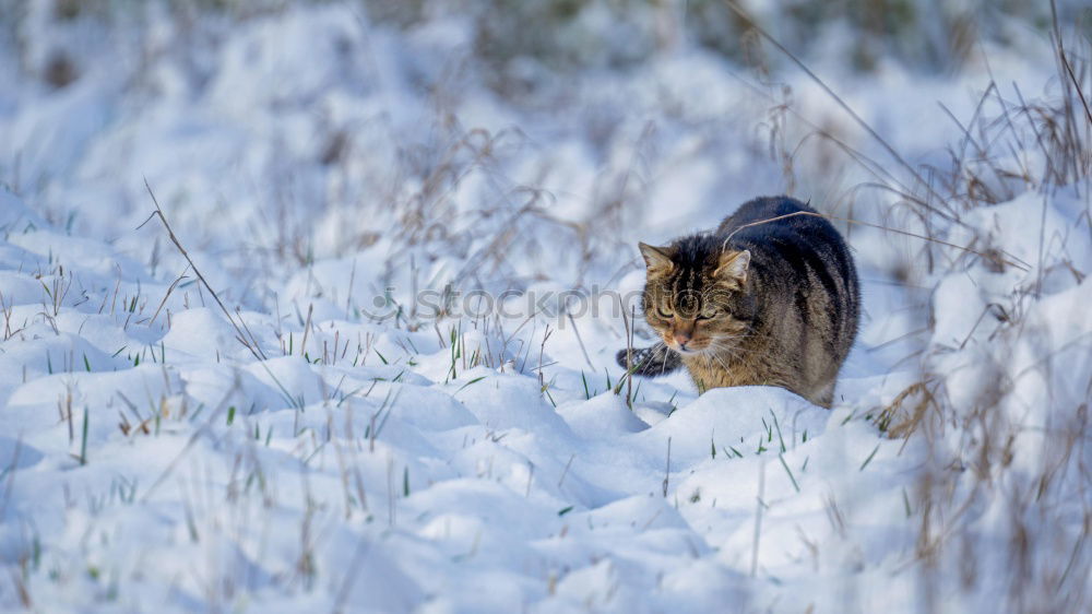 LONELY CAT Cat Cold Winter