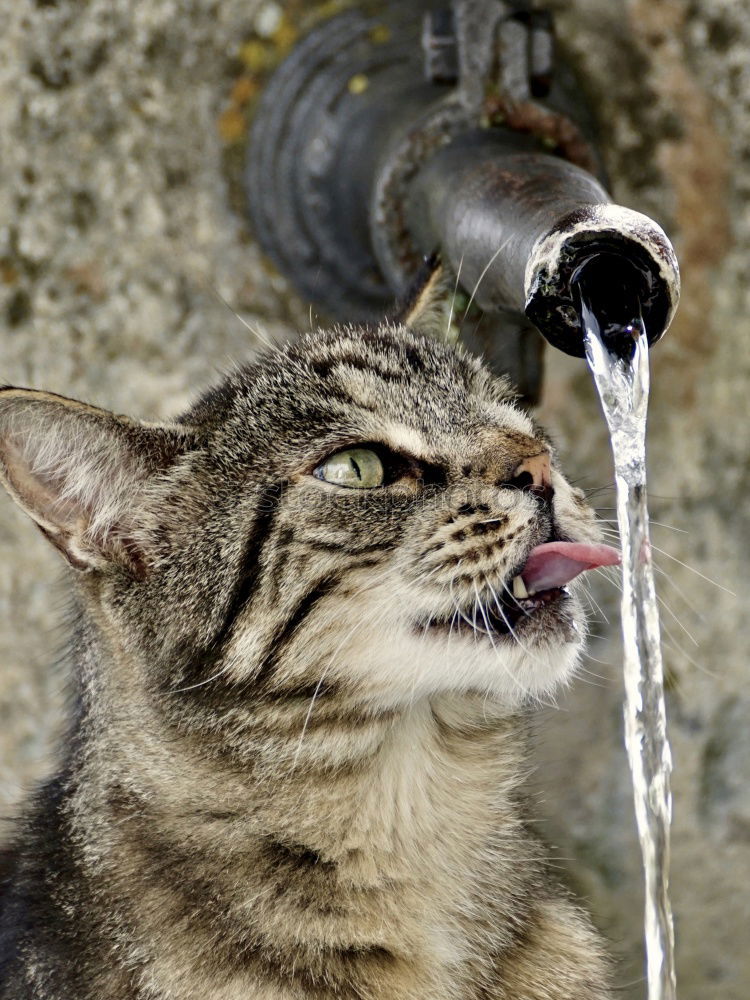 Image, Stock Photo Thirsty cats Beverage