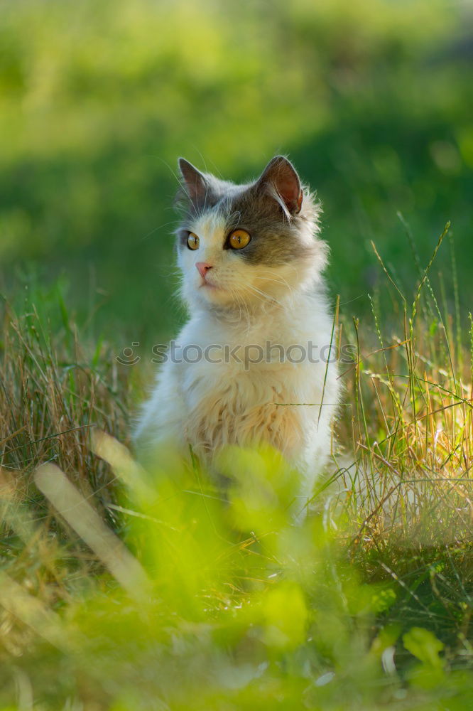 Similar – striped domestic cat in the grass